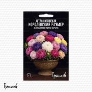 Астра Королевский Размер китайская (Серия Кашпо)