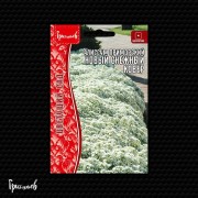 Алиссум Новый Снежный Ковёр приморский Алиссум Новый Снежный Ковёр приморский