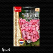 Пеларгония Пинто Премиум Бело-Розовая зональная