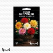 Георгина Кактусовидная Смесь на срезку (Серия Кашпо) Георгина Кактусовидная Смесь на срезку (Серия Кашпо)