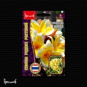 Плюмерия Манго Плюмерия Манго