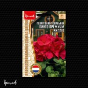 Пеларгония Пинто Премиум Виолет зональная