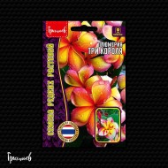 Плюмерия Три Короля