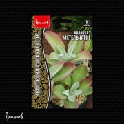 Каланхоэ Метельчатое Каланхоэ Метельчатое