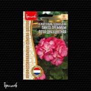 Пеларгония Пинто Премиум Роза Двухцветная зональная