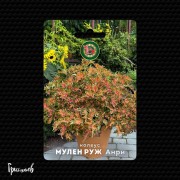 Колеус МУЛЕН РУЖ анри компактный Колеус МУЛЕН РУЖ анри компактный