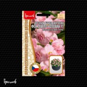 Бегония Фея Светло-Розовая F1 густомахровая