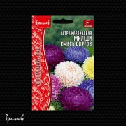Астра Миледи Смесь Сортов карликовая