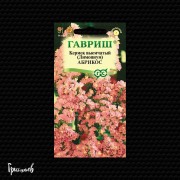 Кермек Абрикос выемчатый