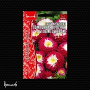 Астра Помпонная Красная с Белым Центром китайская