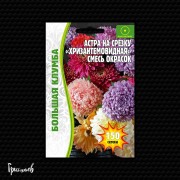 Астра Хризантемовидная Смесь на срезку