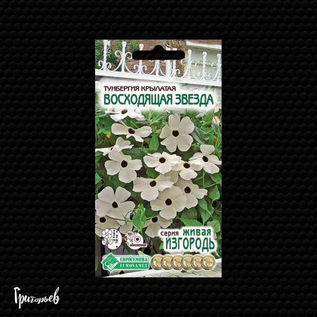 Тунбергия Восходящая звезда круылатая