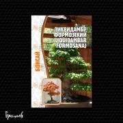 Ликвидамбр Формозский Ликвидамбр Формозский