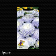 Астра Королевский размах