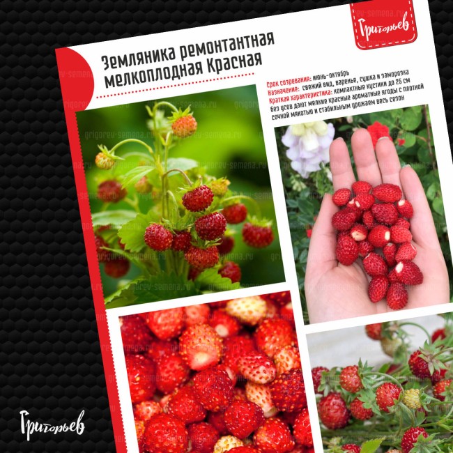 Земляника Красная ремонтантная