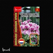 Пеларгония Торнадо Сиреневая плющелистная