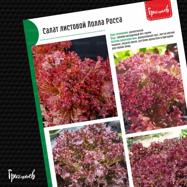 Салат Лолла Росса листовой