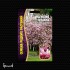 Магнолия Суланжа Магнолия Суланжа