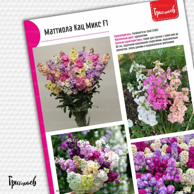 Маттиола Кац Микс F1 (30 шт.)
