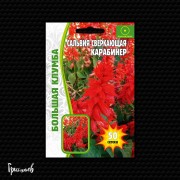 Сальвия Карабинер сверкающая Сальвия Карабинер сверкающая
