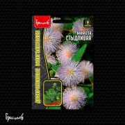 Мимоза Стыдливая