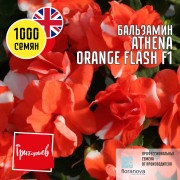 Бальзамин Афина Оранжевая Вспышка F1 уоллера Бальзамин Афина Оранжевая Вспышка F1 уоллера
