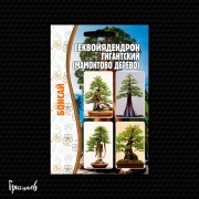 Секвойядендрон Мамонтово дерево гигантский