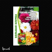 Георгина Фигаро смесь низкорослая Георгина Фигаро смесь низкорослая