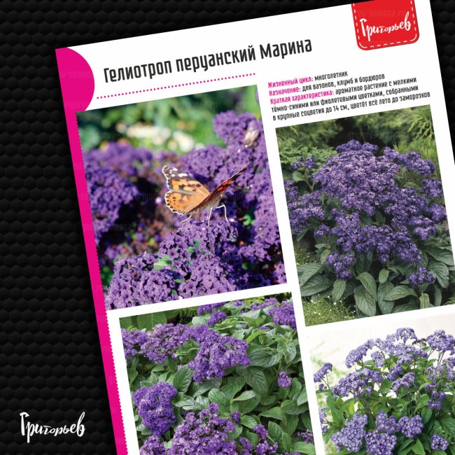 Гелиотроп Марина перуанский
