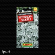 Цинерария Серебристо-Снежная приморская