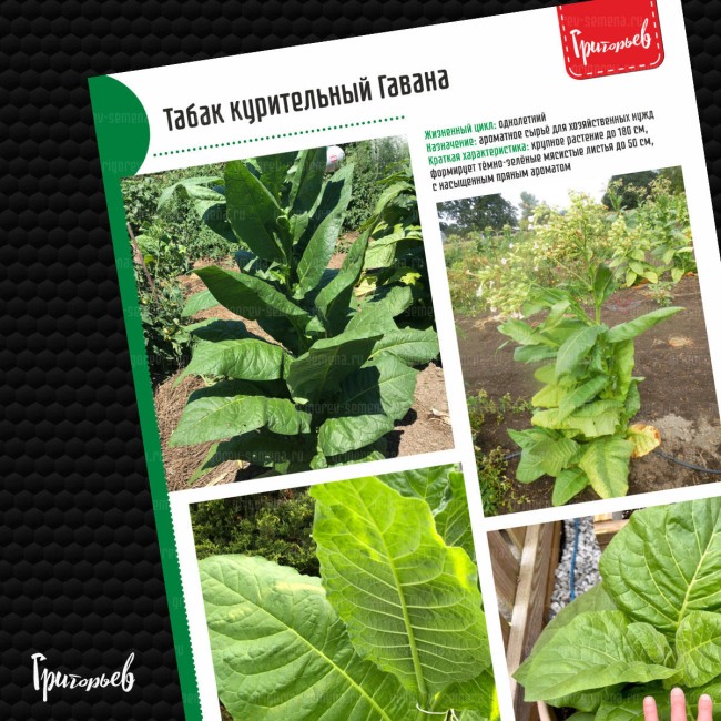 Табак курительный Гавана