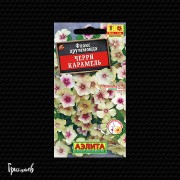 Флокс Черри карамель друммонда