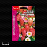 Земляника Прима Овальная крупноплодная