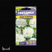 Гвоздика Леди в белом гренадин