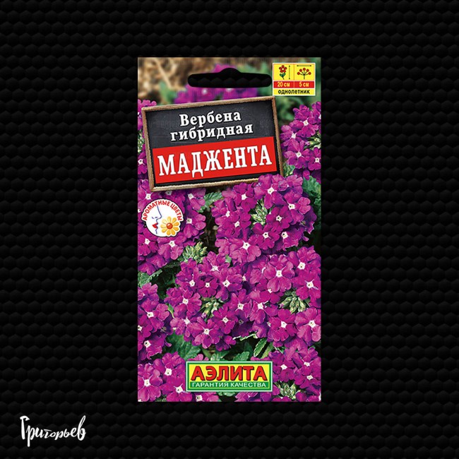 Вербена Маджента Вербена Маджента