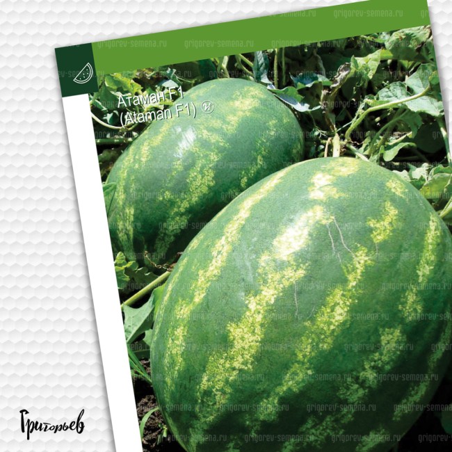 Арбуз Атаман F1 Арбуз Атаман F1