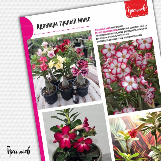 Адениум Микс тучный (30 шт.) Адениум Микс тучный (30 шт.)