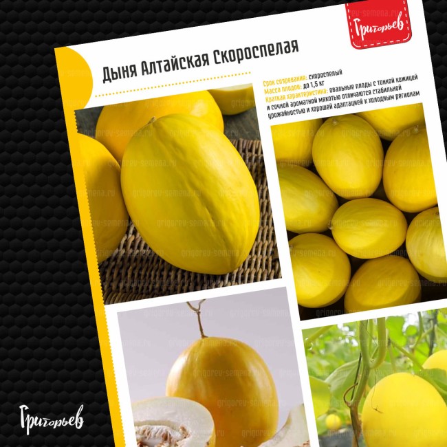 Дыня Алтайская Скороспелая