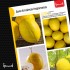 Дыня Алтайская Скороспелая