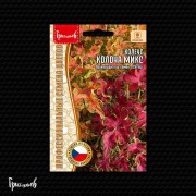 Колеус Колоча Микс Колеус Колоча Микс