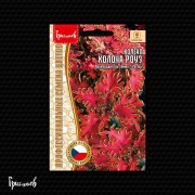 Колеус Колоча Роуз Колеус Колоча Роуз