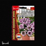Вербена Обсешн Каскад Фиолетовый Вихрь ампельная Вербена Обсешн Каскад Фиолетовый Вихрь ампельная