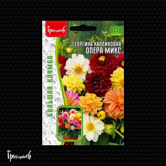 Георгина Опера Микс карликовая