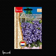 Вербена Обсешн Синий с Глазком гибридная Вербена Обсешн Синий с Глазком гибридная