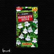 Азарина Белая вьющаяся
