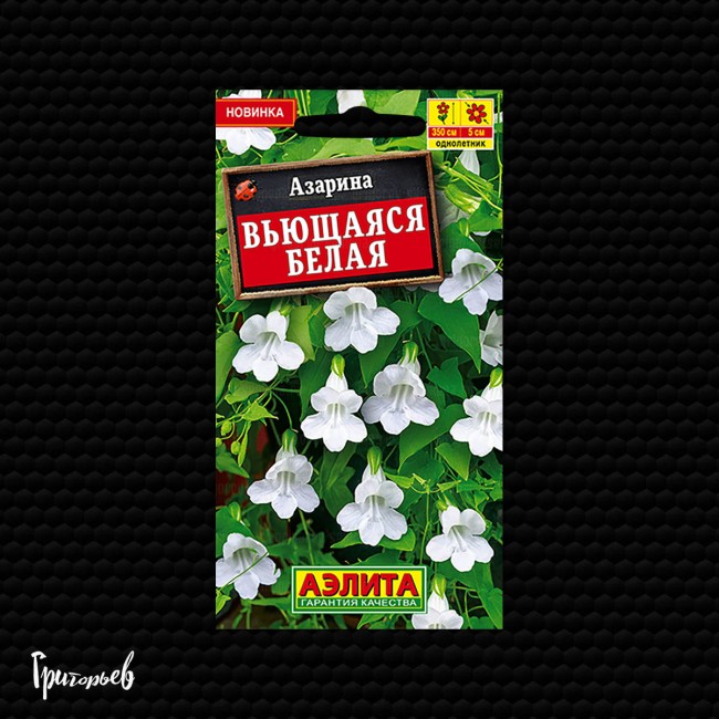 Азарина Белая вьющаяся